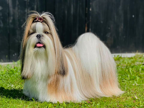 uptostars_bis_germanch